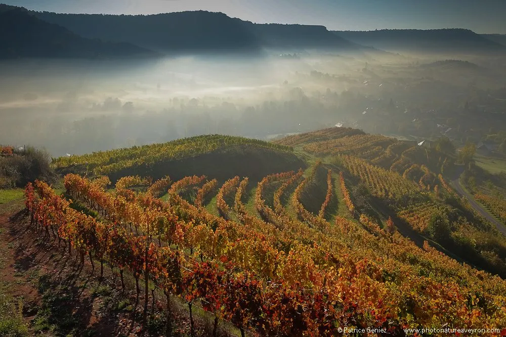 Vignes Domaine Laurens