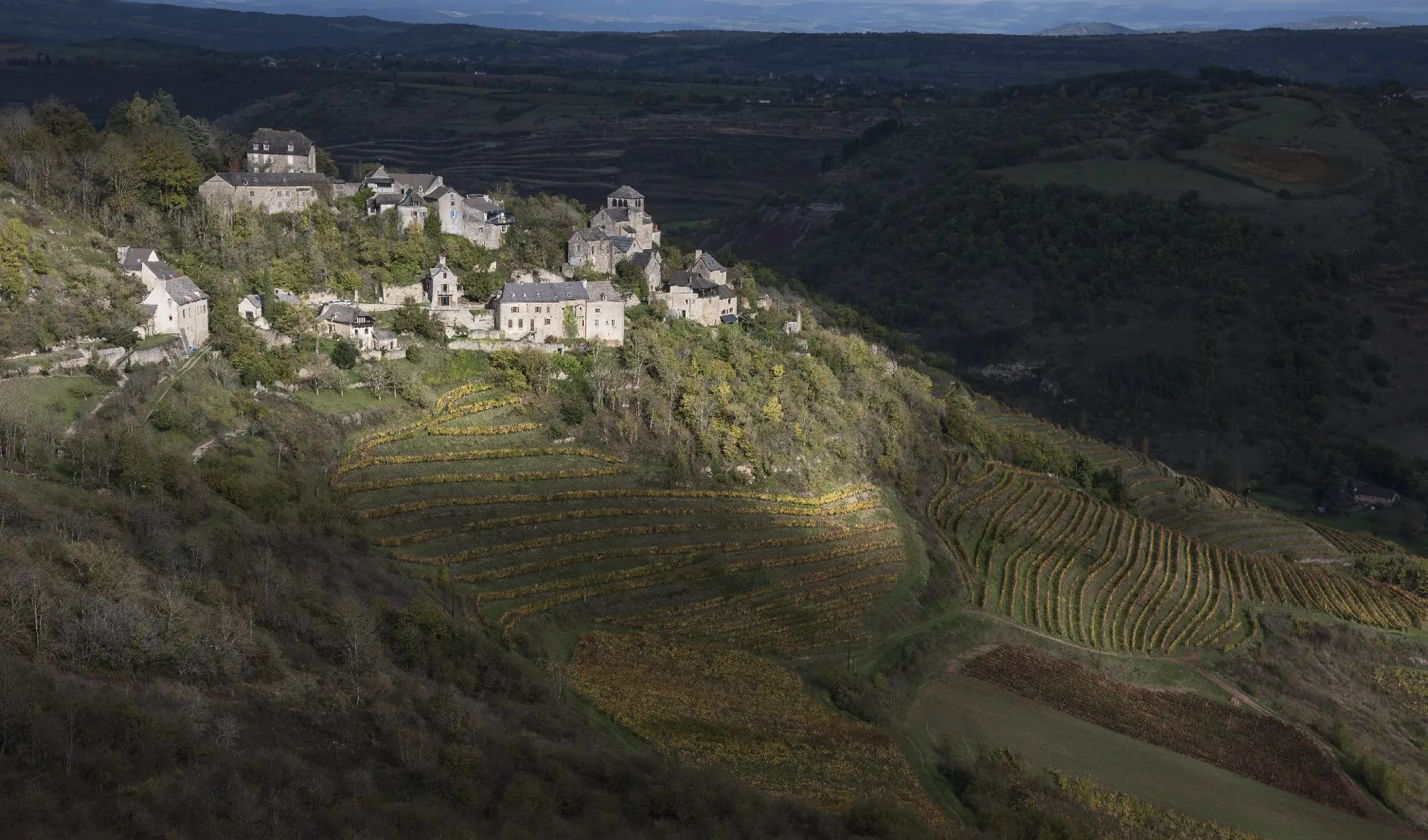 Vignes Domaine Laurens