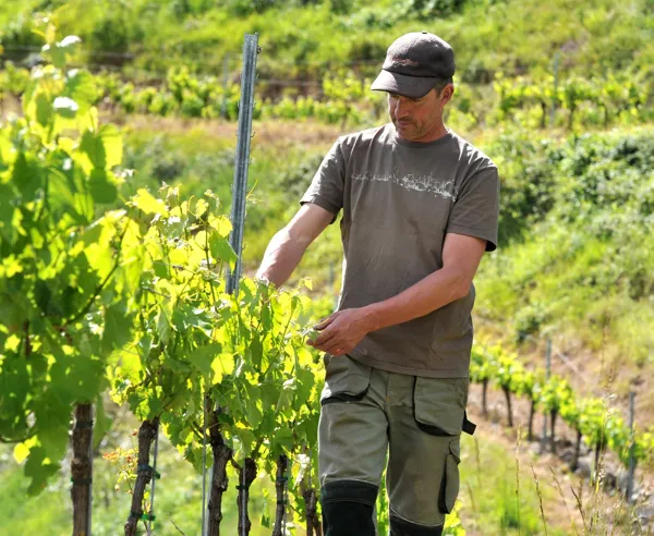 Dans les vignes du Domaine de la Carolie