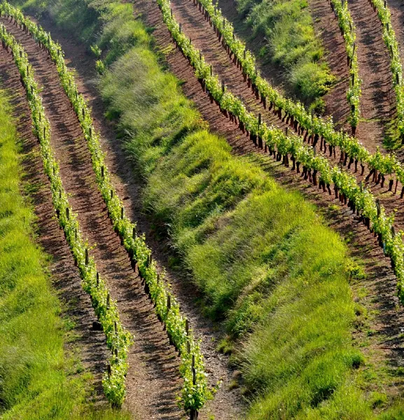 Vignes du Domaine de la Carolie