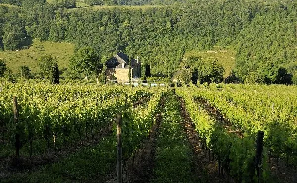 Domaine du Mioula - Vignes