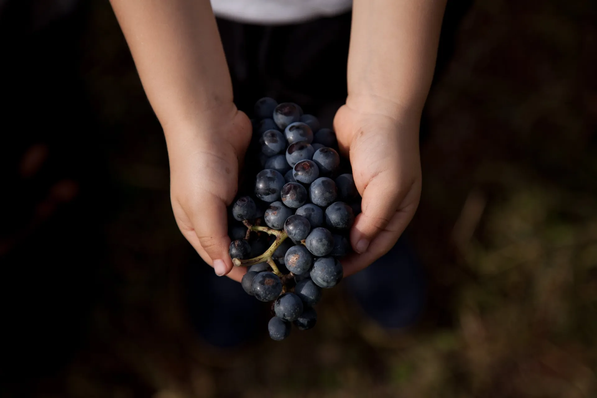 Vigne de Signols - Biodynamie