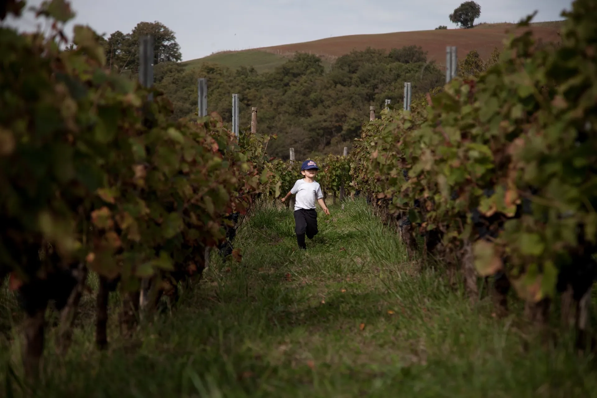 Vigne de Signols - Biodynamie