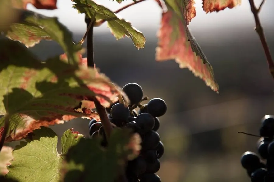 Vignes de Signols - Biodynamie