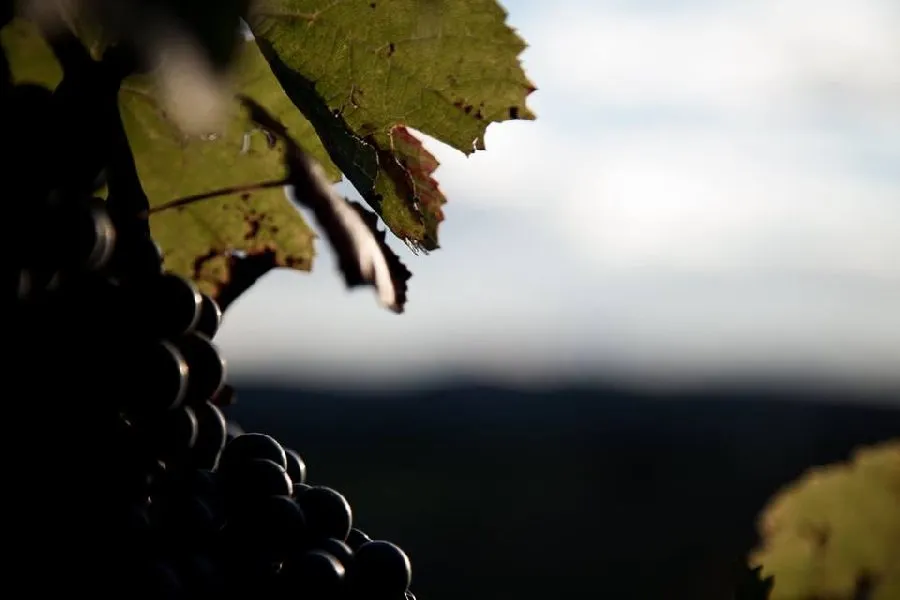 Vignes de Signols - Grappe