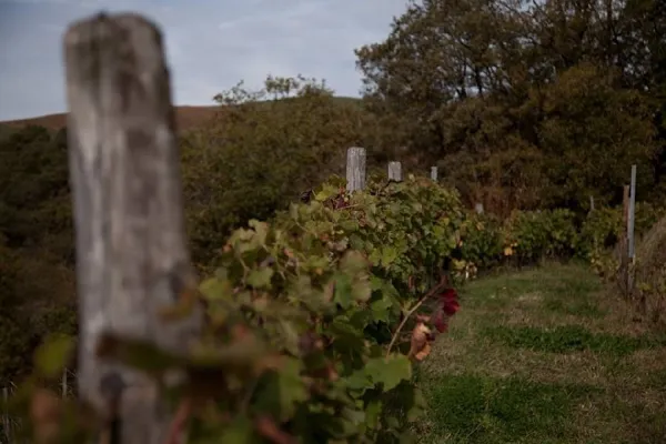 Vignes de Signols - Vignes