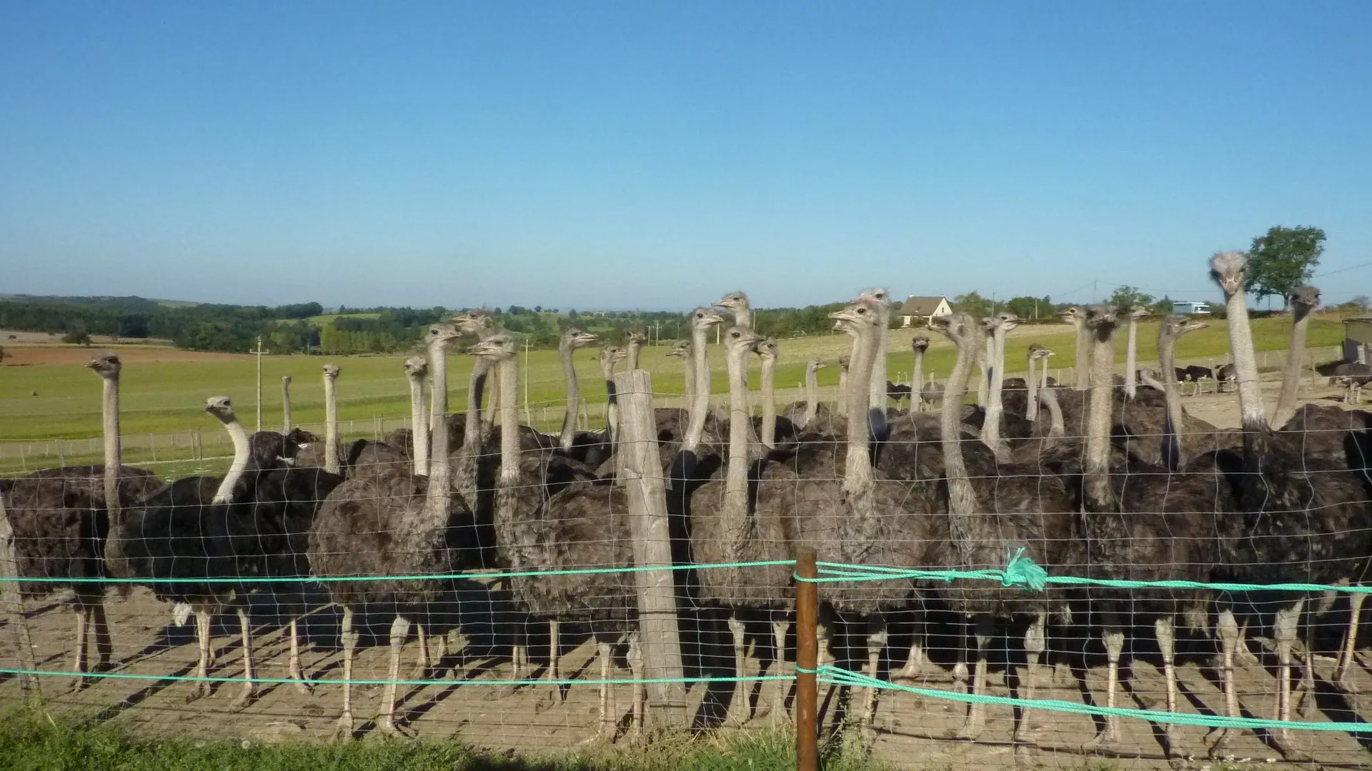 La Ferme aux Autruches