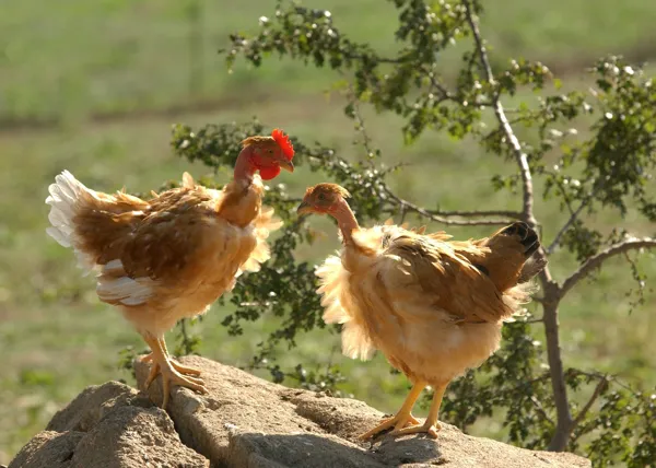 La Ferme de la famille Quintard