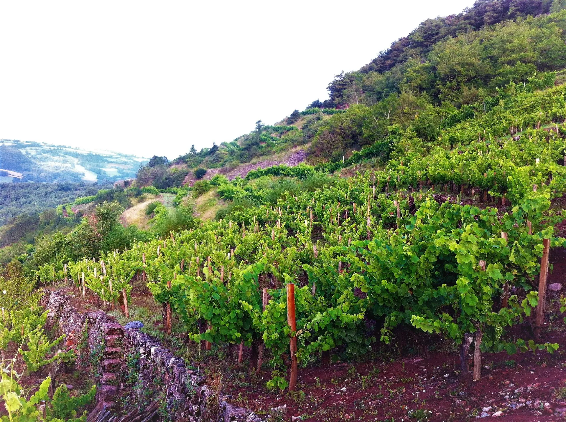 Domaine des Boissières