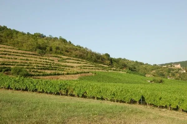 Domaine de Limagne - Vignes