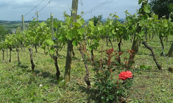 Domaine du Grès