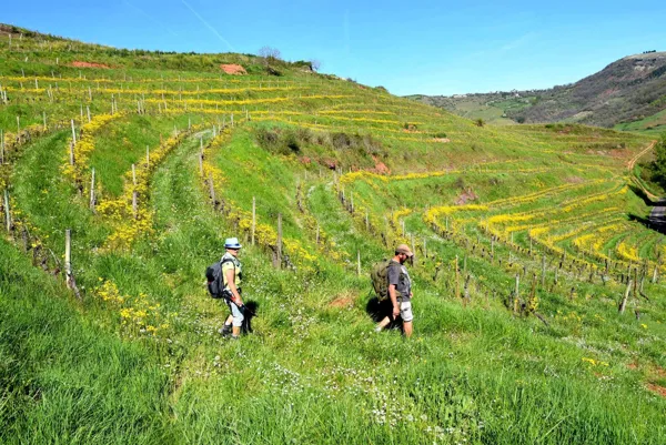 L'Oustal - Pont les Bains - Randonnée dans les vignes