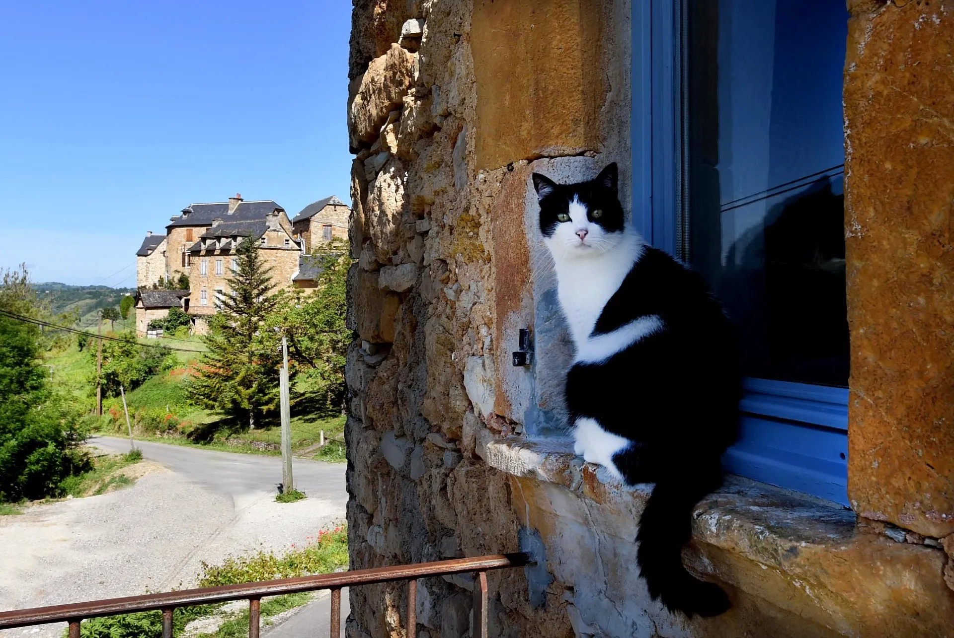 Gîte du peintre - Chat