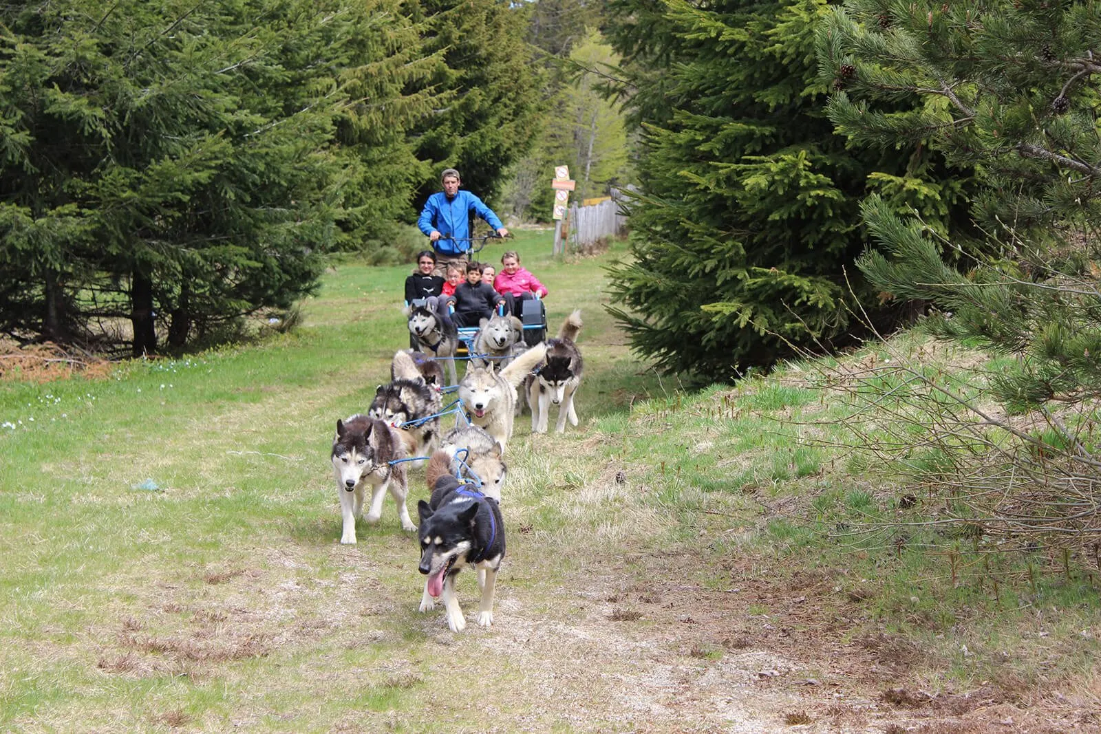 Ballade Chiens de traineau , Eté