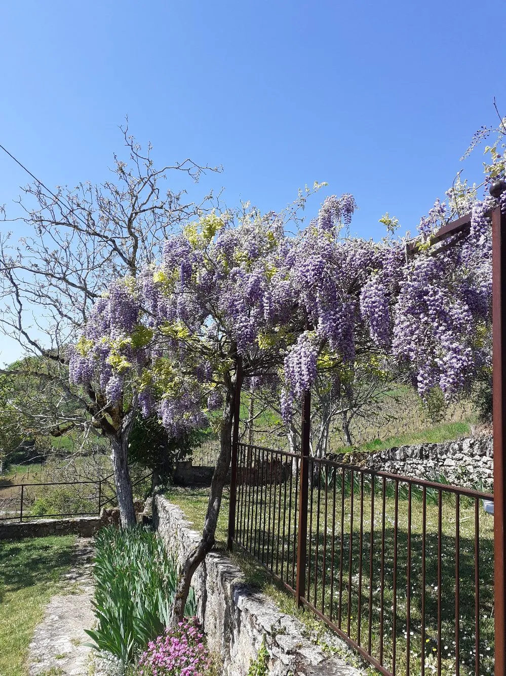 Figuiès, jardin et sa glycine en fleur.