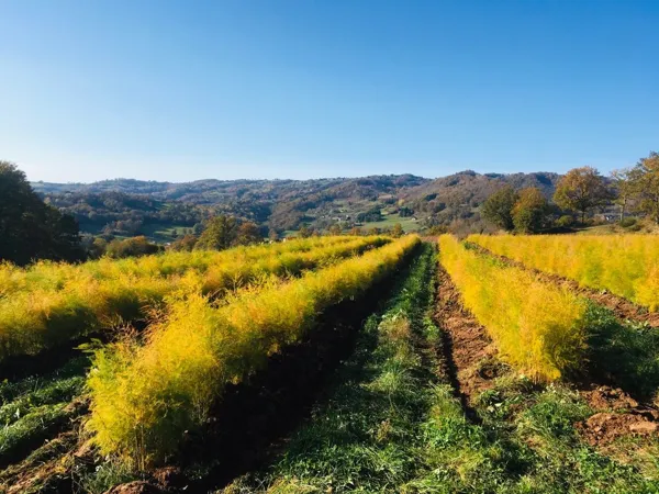 Domaine le Verdus - Asperges