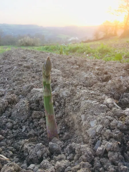 Domaine le Verdus - Asperges