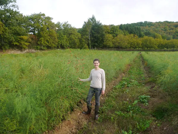 Domaine le Verdus - Asperges