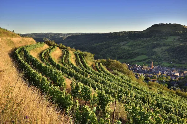 Vignoble de Marcillac-Vallon