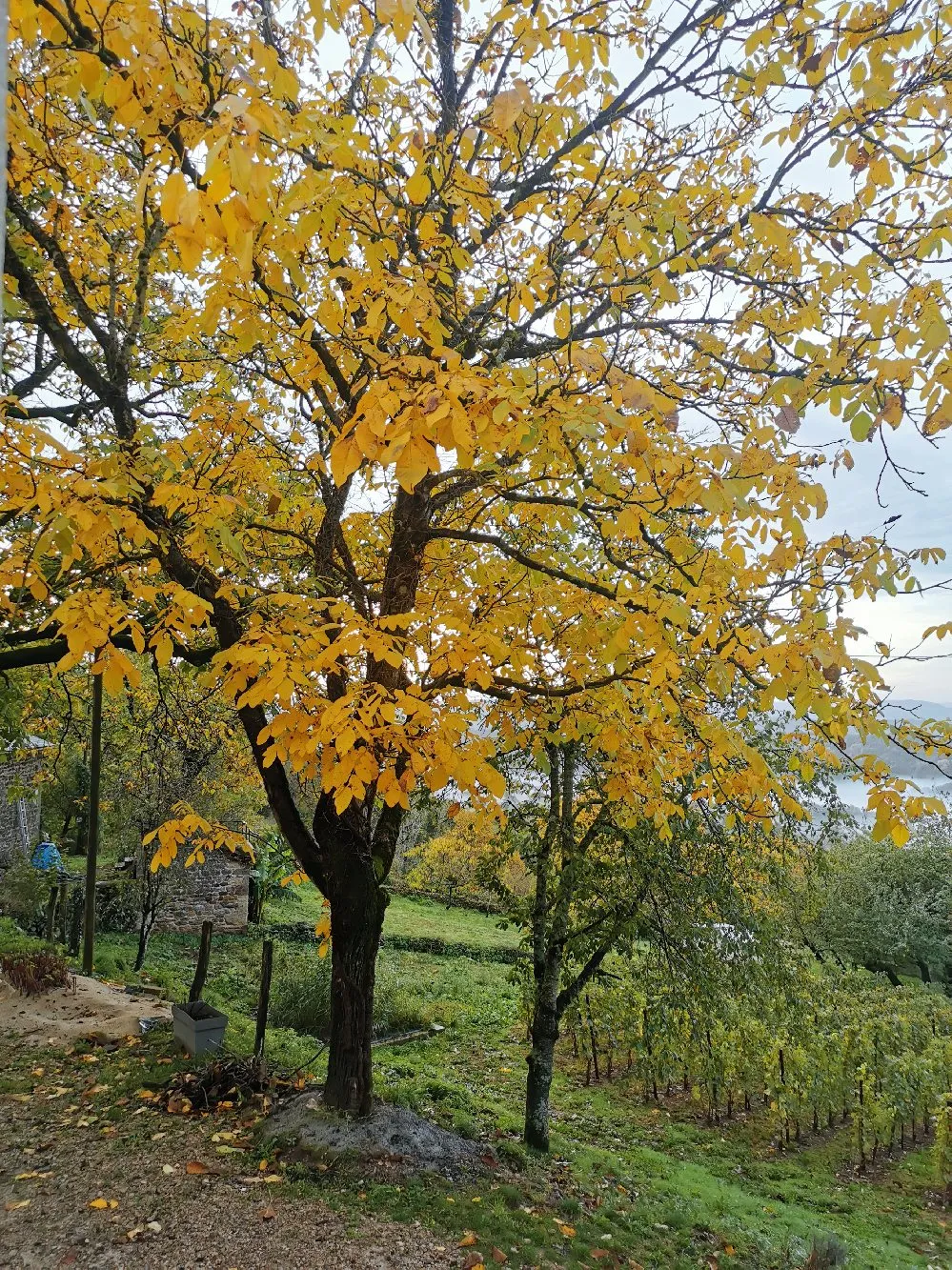 Domaine de Moncles - Huile de noix