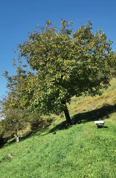 Domaine de Moncles - ramasse de noix octobre 2024