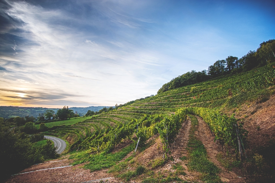 Domaine du Courbiès