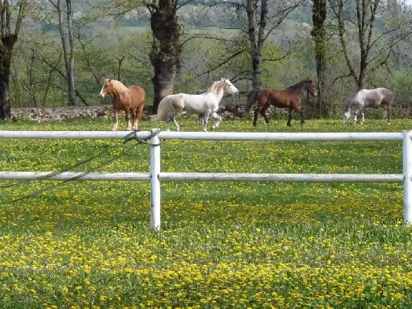 Poney Club du Connemara