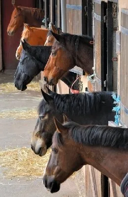 La Frégière Équitation