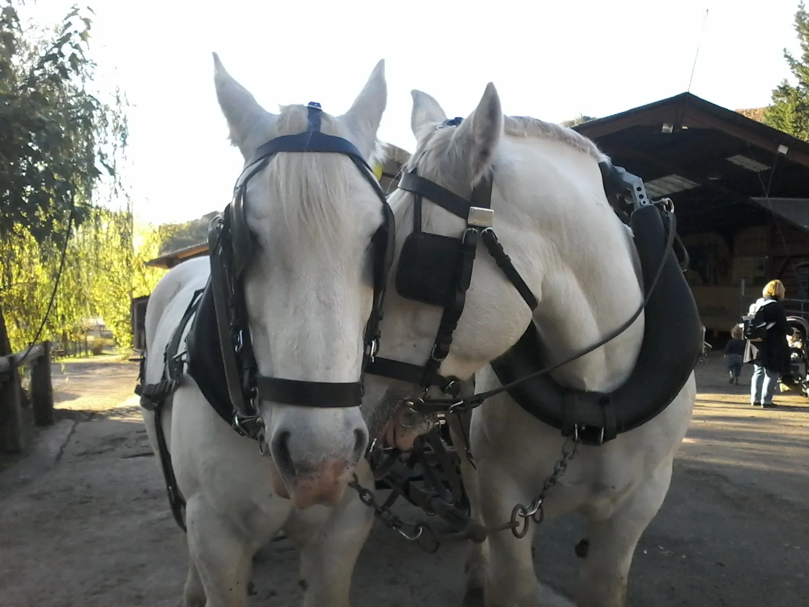 La Frégière Équitation