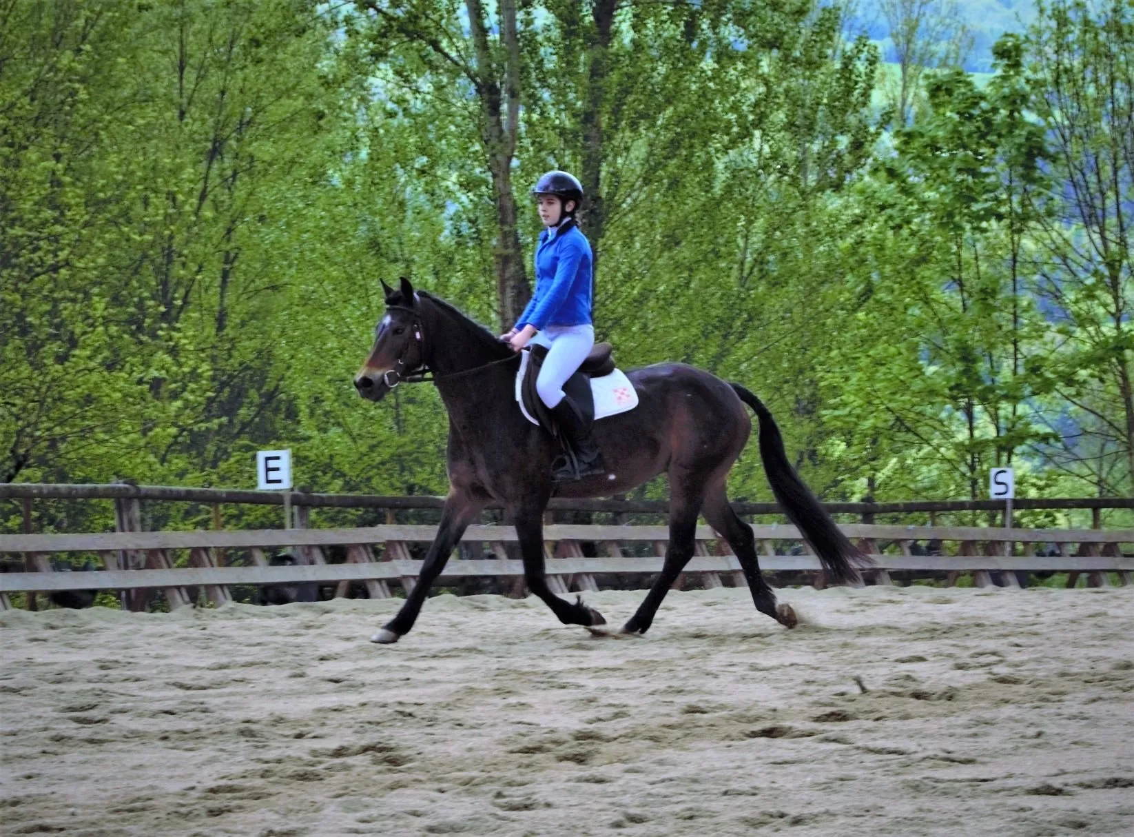 La Frégière Équitation