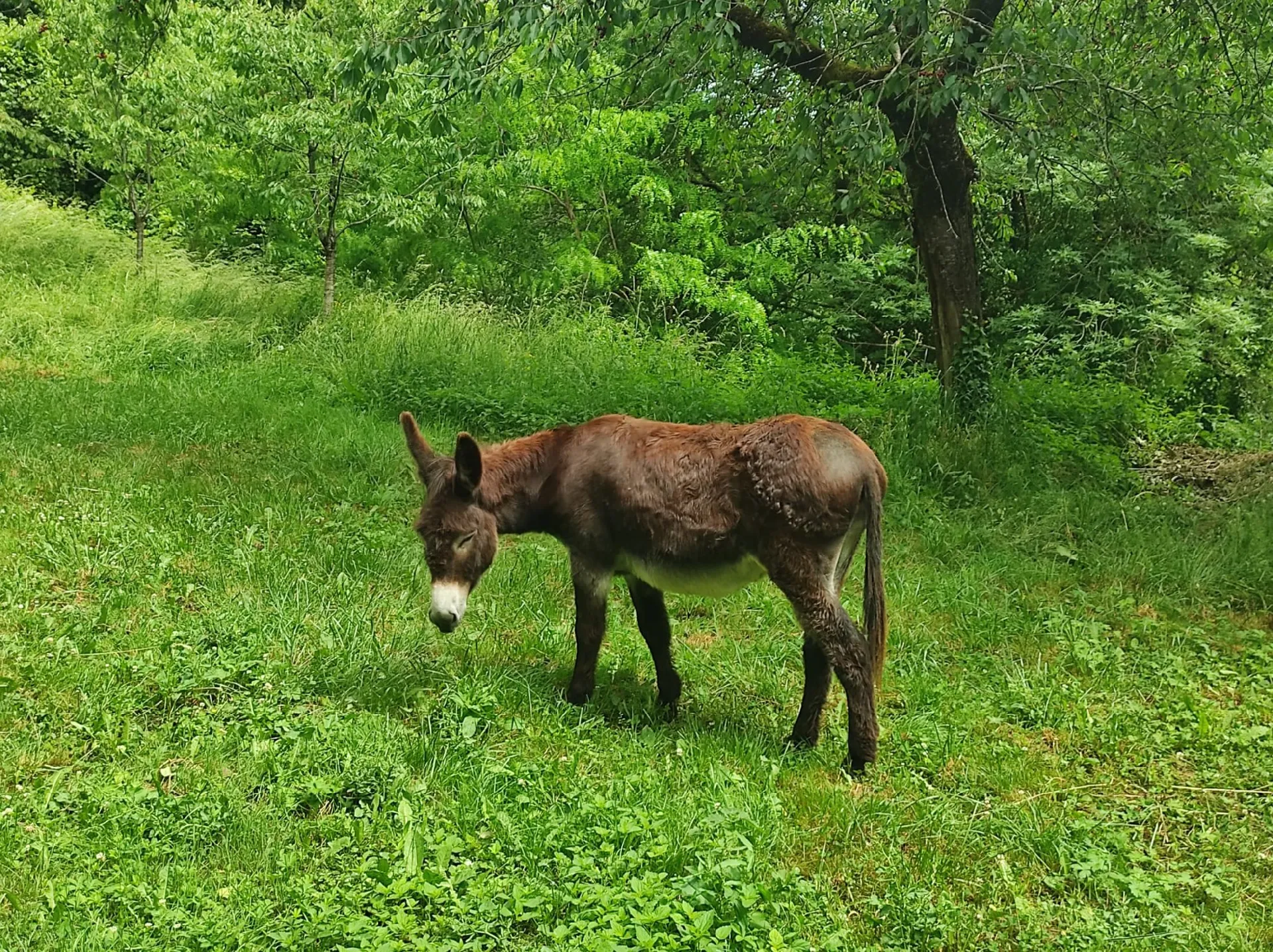 Les ânes et les chevaux ont une prairie pour se reposer