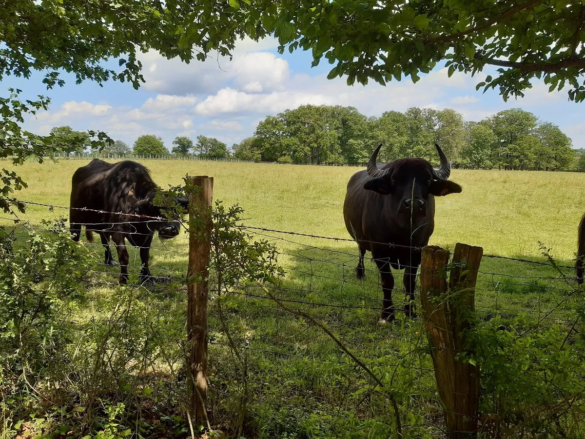 Nos voisins...des buffles