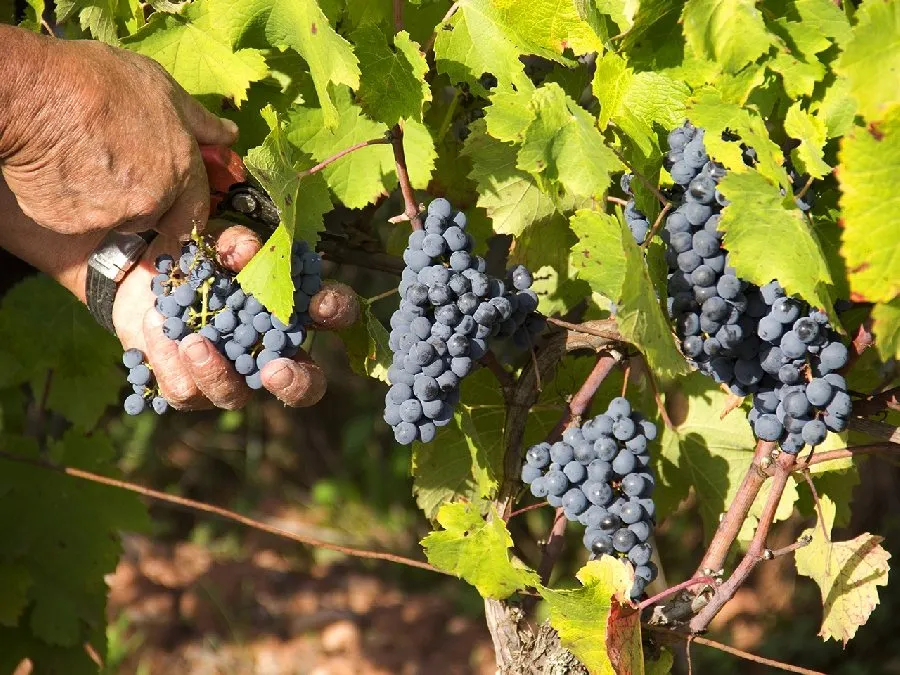 La route des vins de Marcillac