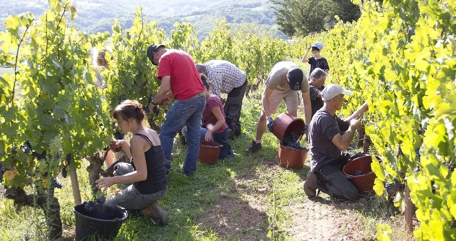 La route des vins de Marcillac